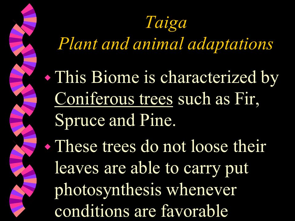 These Plant Adaptations in the Taiga Biome Will Surprise You